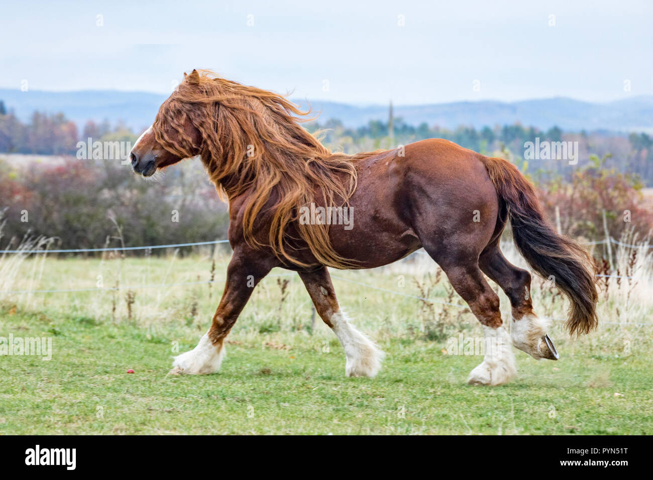 Portrait d'un étalon Percheron brun avec de beaux mane et le faisceau sur la terre de l'automne. Beau cheval de trait brun blanc en plein air avec des jambes. Czech Rep Banque D'Images