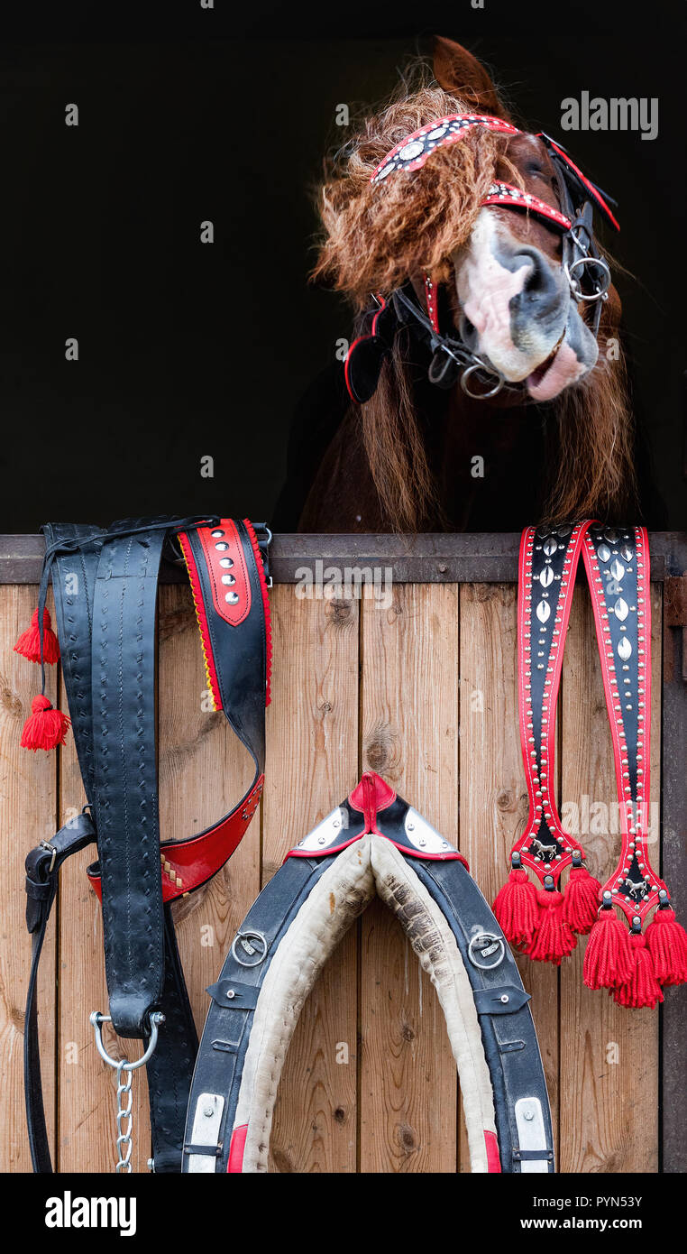 Portrait d'un étalon Percheron brun avec une belle crinière et un faisceau dans l'étable. Beau cheval de trait brun blanc en plein air avec des jambes. République tchèque Banque D'Images
