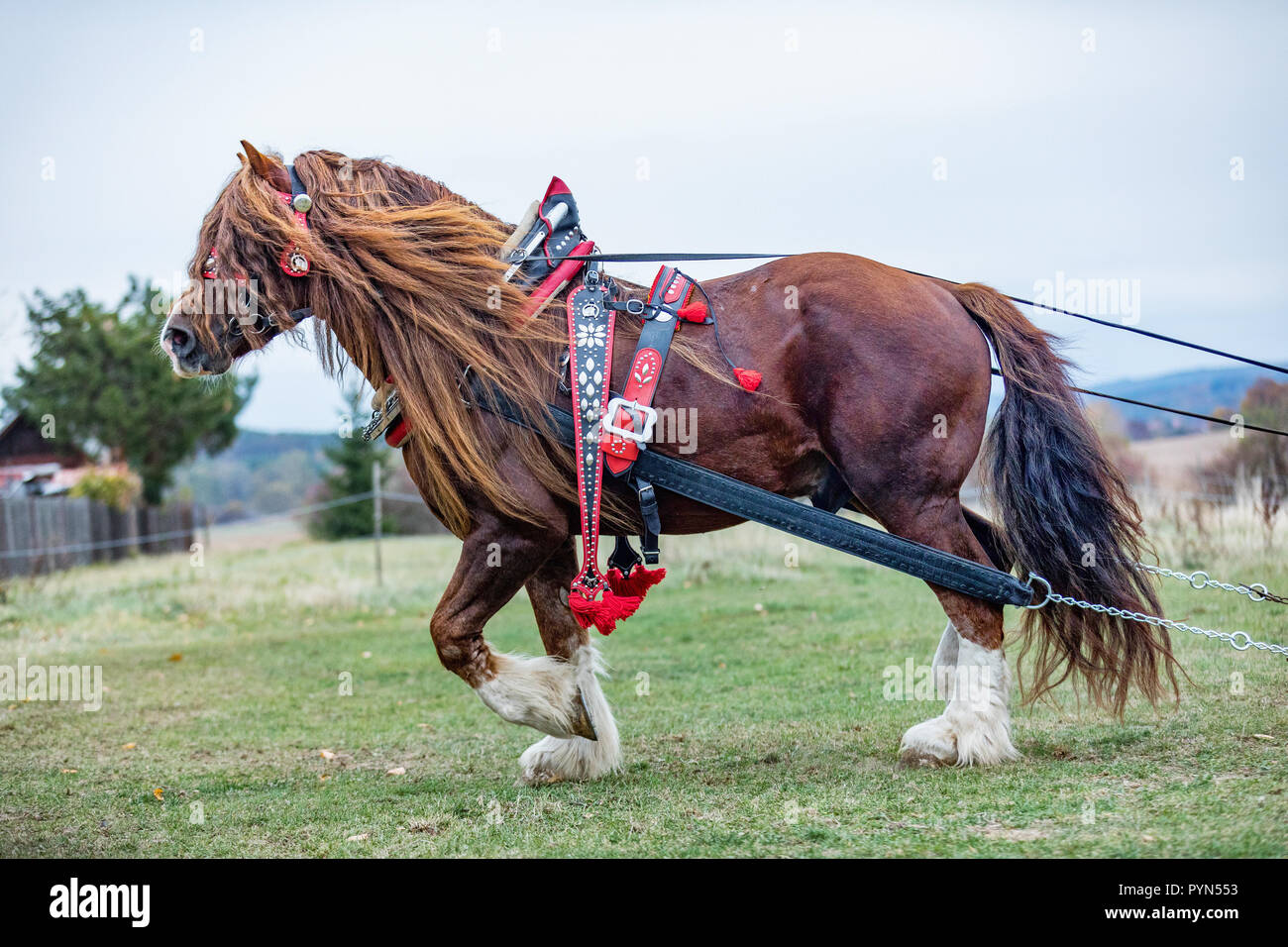 Portrait d'un étalon Percheron brun avec de beaux mane et le faisceau sur la terre de l'automne. Beau cheval de trait brun blanc en plein air avec des jambes. Czech Rep Banque D'Images