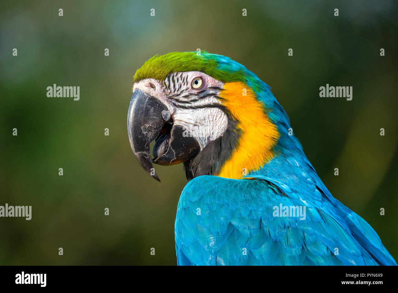 Portrait d'un bleu et or ara. Banque D'Images