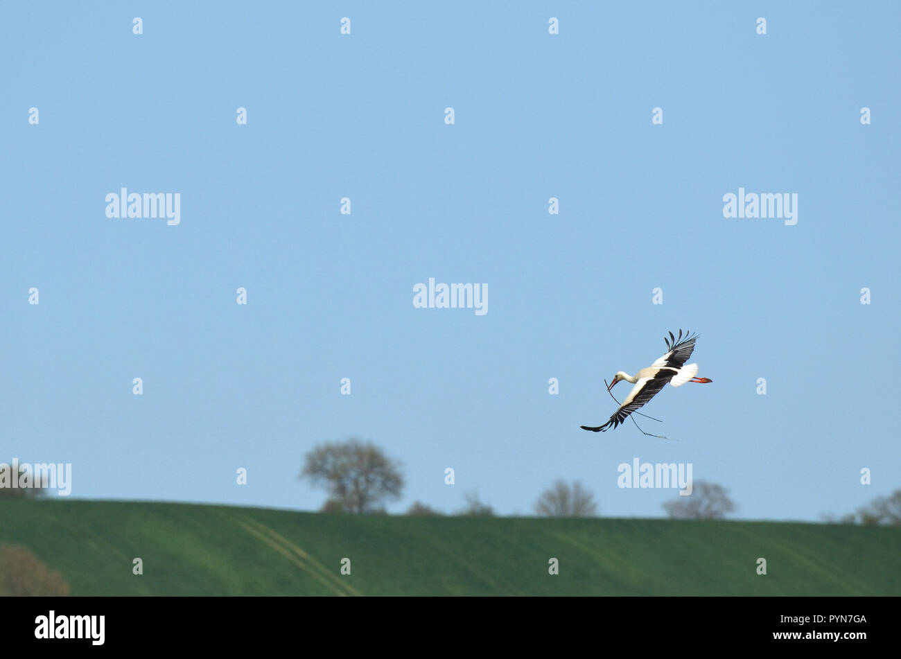 Une Cigogne blanche Ciconia ciconia) volant avec des matériaux pour construire son nid près de la "domaine aux oiseaux'', le sud-ouest de la France. Banque D'Images
