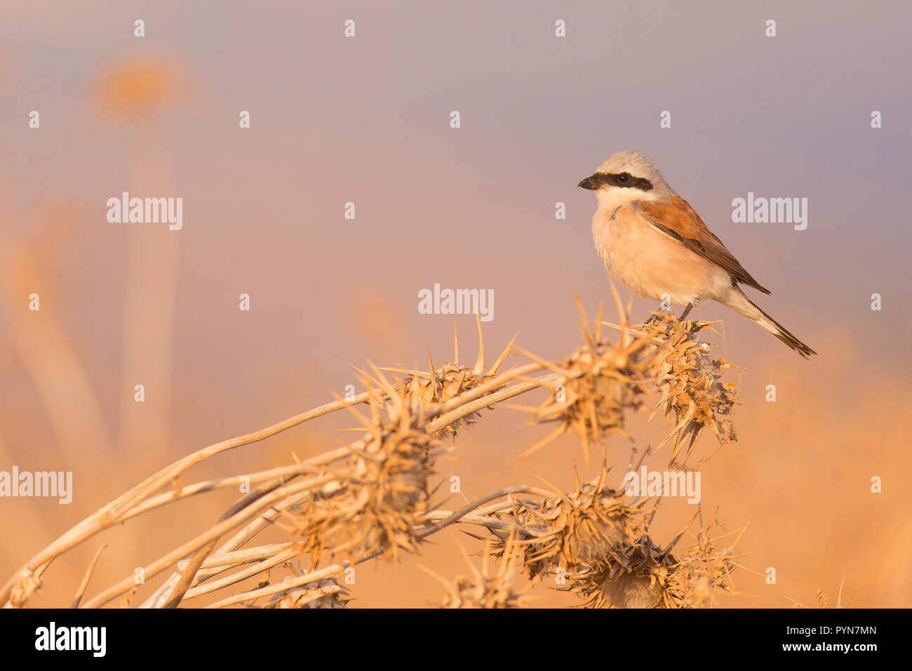 Homme Pie-grièche écorcheur (Lanius collurio) perché sur une branche. Cet oiseau est un oiseau chanteur prédateur qui a un bec crochu pour se nourrir de viande, mais n'a pas la Banque D'Images