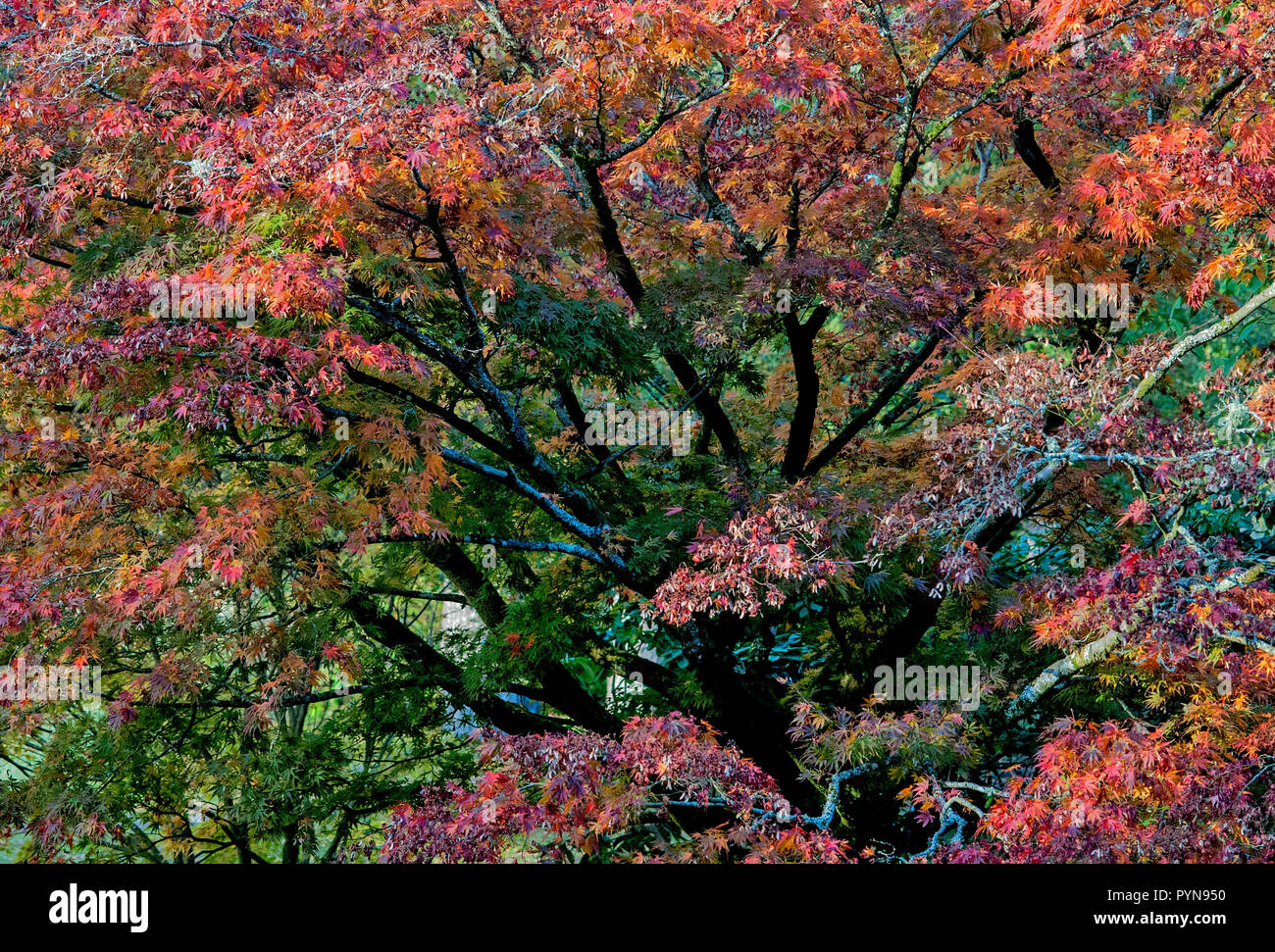 Un arbre d'érable rouge en automne à Wakehurst Place, un jardin botanique sauvage dans le comté de Sussex, Angleterre. Banque D'Images