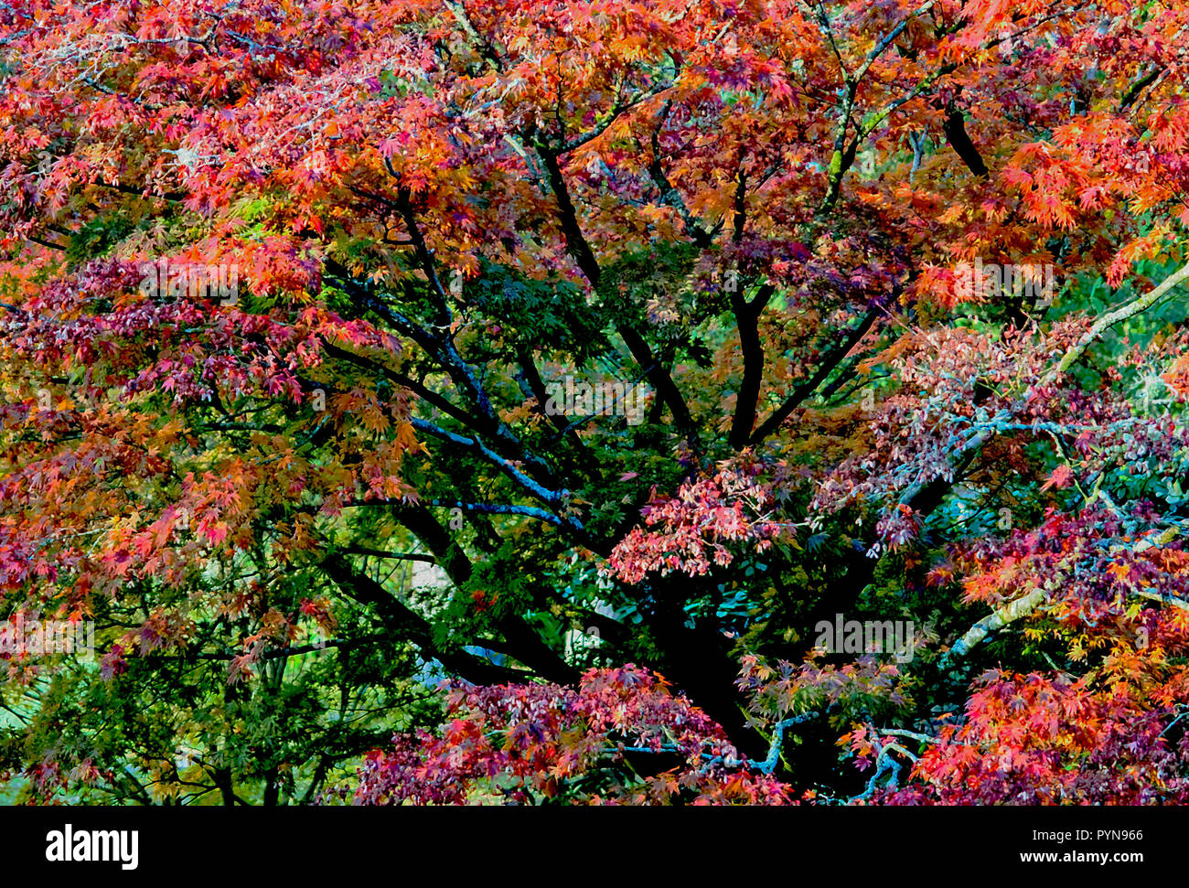 Un arbre d'érable rouge en automne à Wakehurst Place, un jardin botanique sauvage dans le comté de Sussex, Angleterre. Banque D'Images