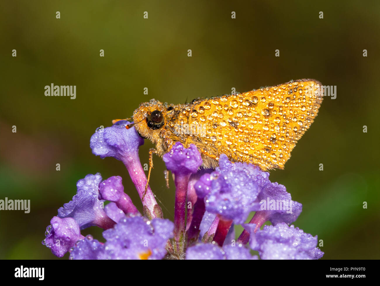 Petit papillon orange Fiery Skipper couvert de gouttes de rosée sur un matin d'automne, reposant sur une fleur de Buddleia violet Banque D'Images