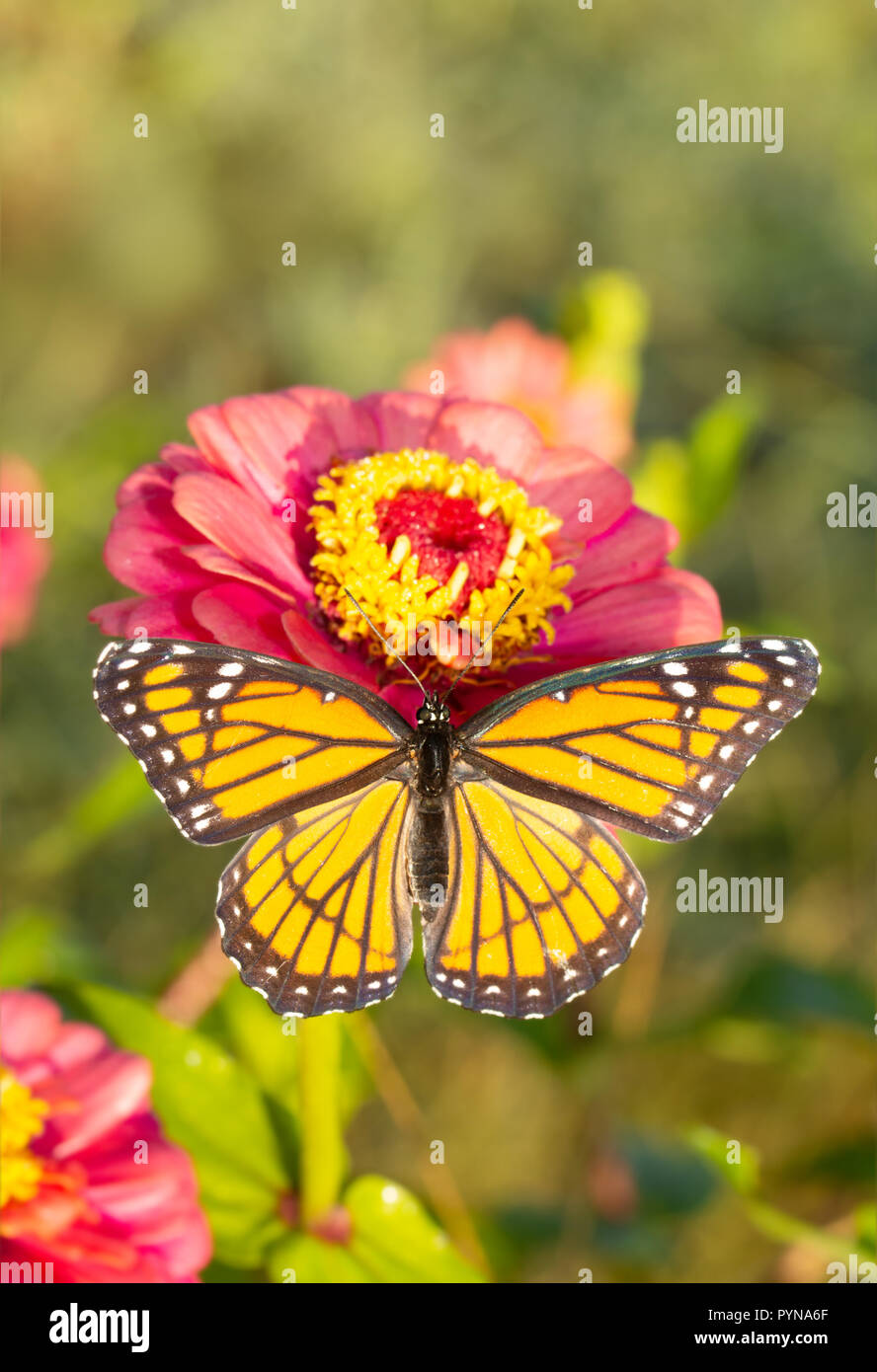 Vice-roi papillon sur une rose lumineux Zinnia dans soleil du matin Banque D'Images