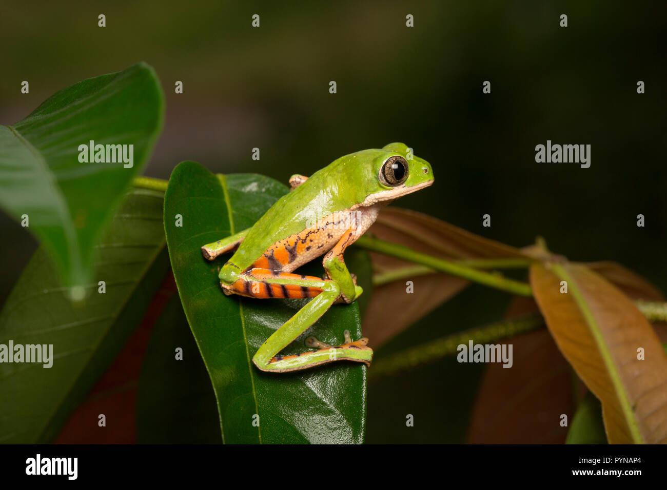 Une grenouille d'arbre photographié dans les jungles du Suriname près de Bakhuis. Le Suriname est connu pour ses forêts tropicales et la biodiversité préservée avec une gamme énorme o Banque D'Images