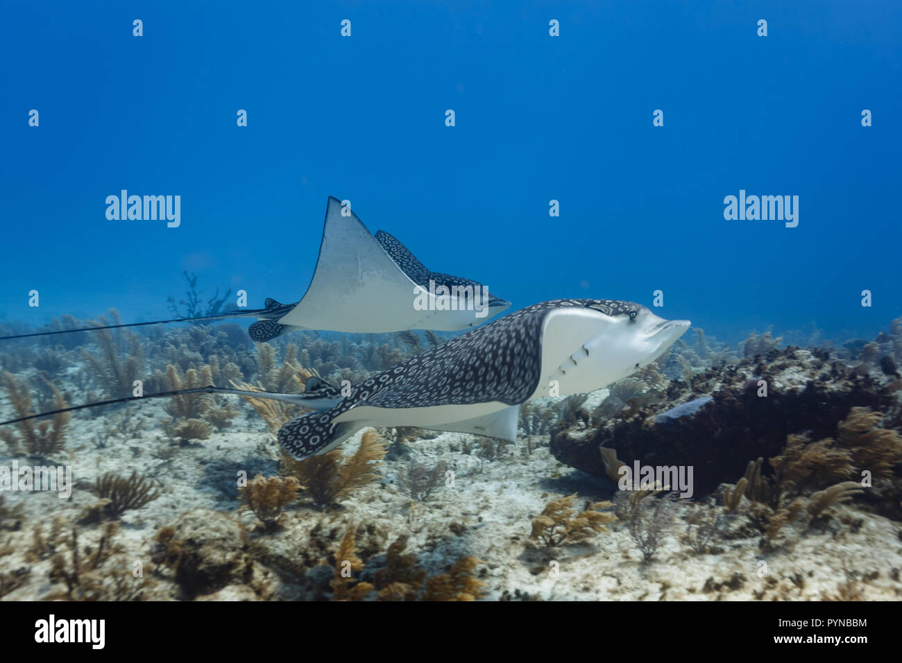 Gros plan Vue de côté de la paire de raies tachetées de reef Banque D'Images