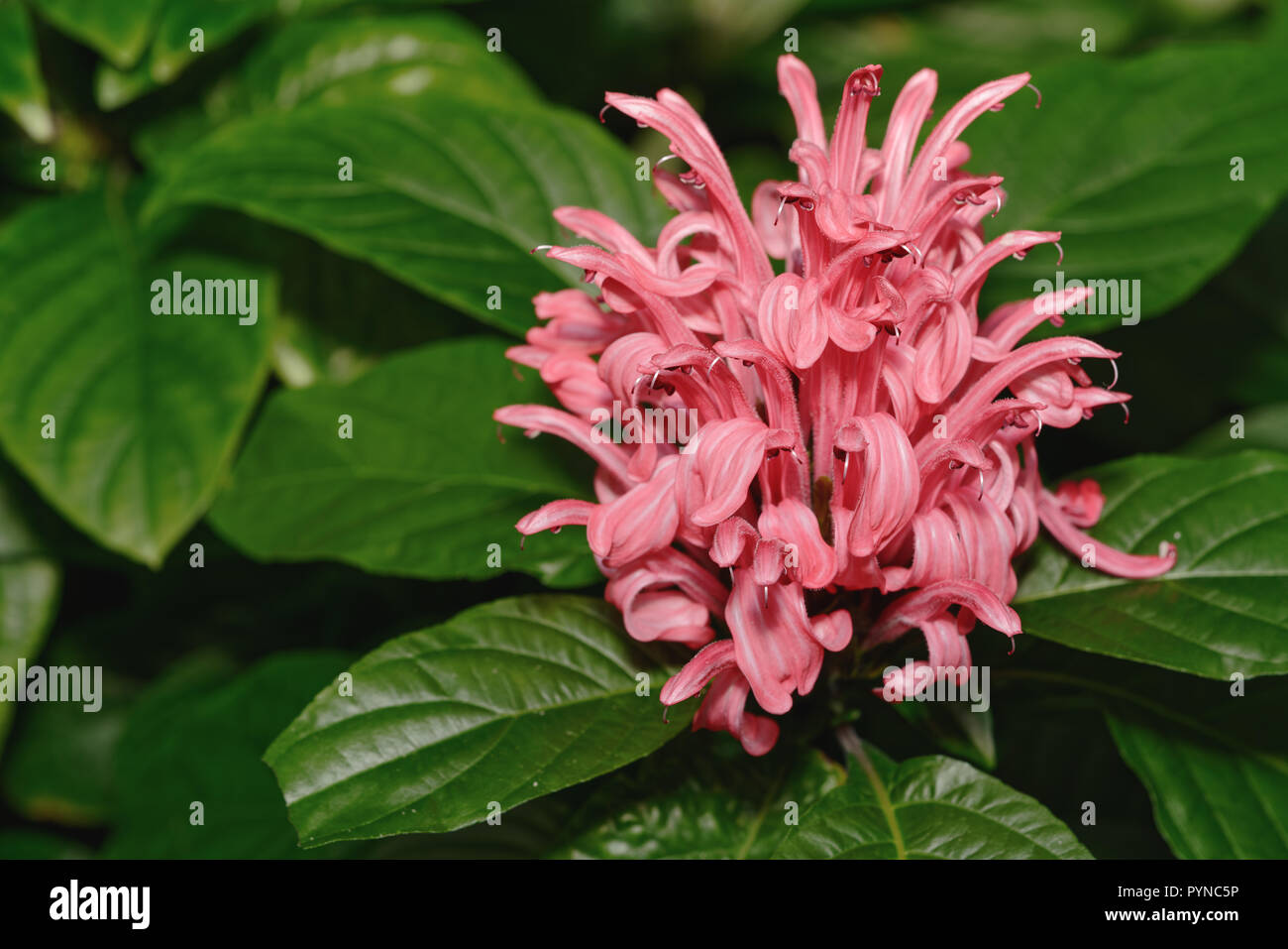 Brazillian plume fleur grappe rose Banque D'Images