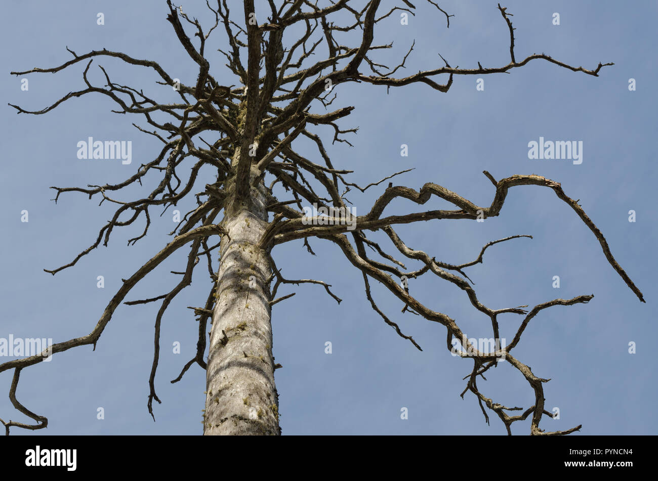 Un sinistre, l'image vers le haut d'un arbre mort debout contre le ciel bleu avec multi directionnel, branches creepy. Banque D'Images