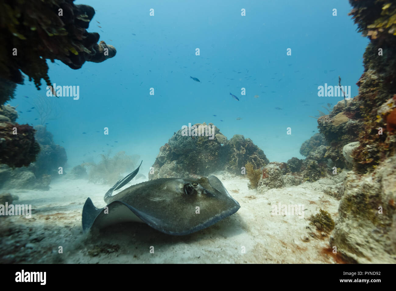 Gros plan de la face d'un sting ray gris planant pouces outre de sable à Shoals Banque D'Images