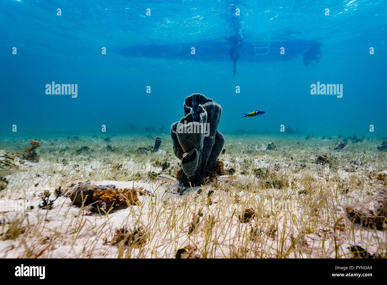 Une colonie isolée de corail du tube s'élève de sable avec ombre de voile et de plongeurs au-dessus en arrière-plan Banque D'Images