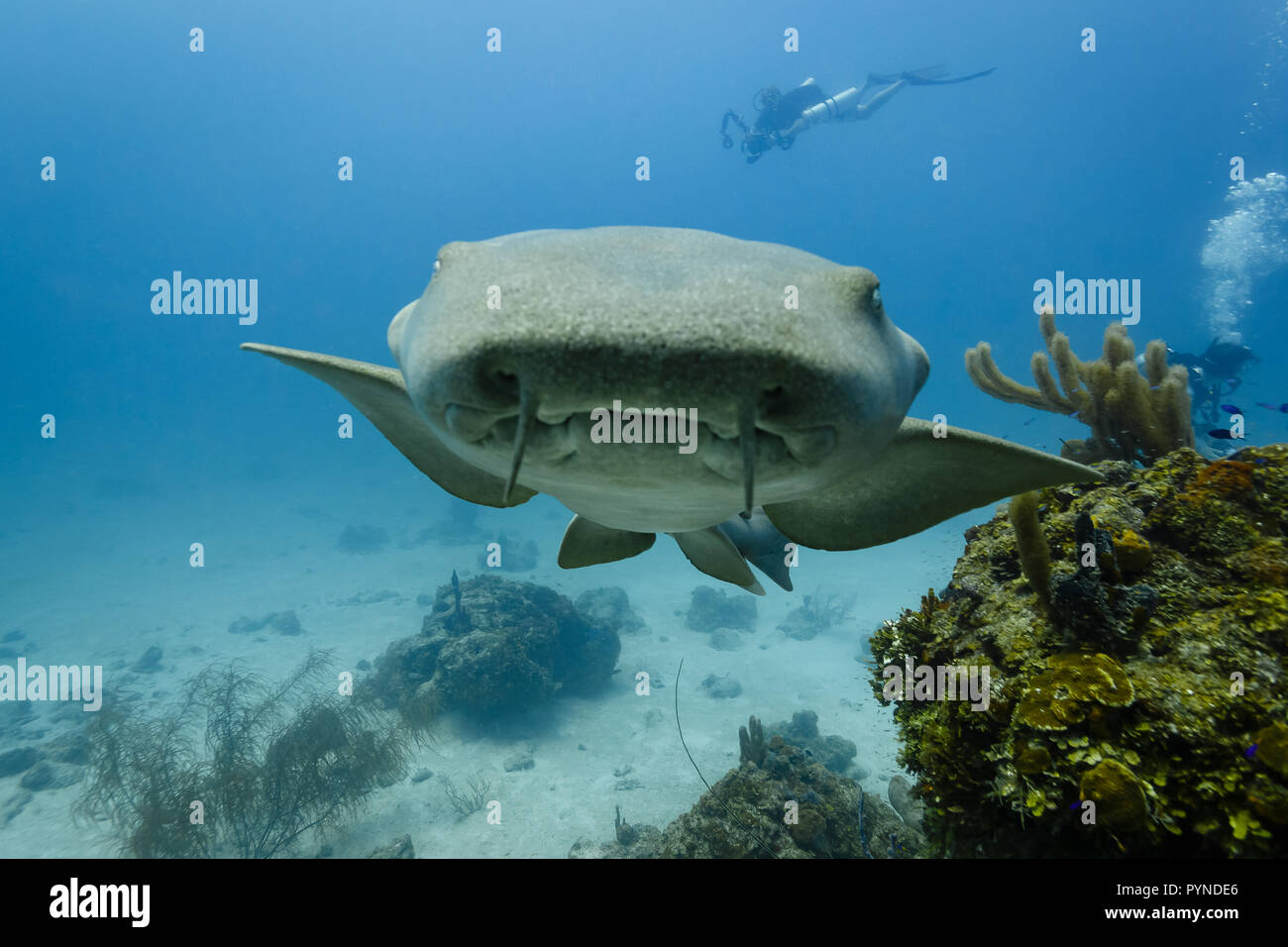 Vue de dessous de la bouche approche requin nourrice gris Banque D'Images