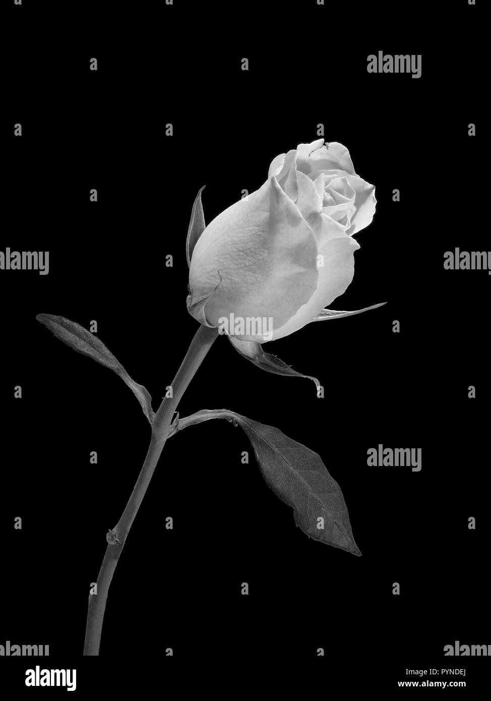 Un portrait d'une rose avec sa tige et feuilles prises en noir et blanc avec un fond noir Banque D'Images