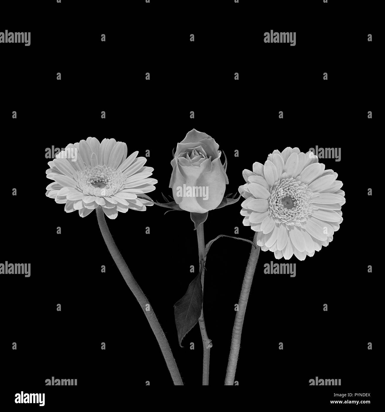 Un portrait de deux Marguerites Gerbera (Gerbera jamesonii) et une rose en noir et blanc avec un fond noir Banque D'Images