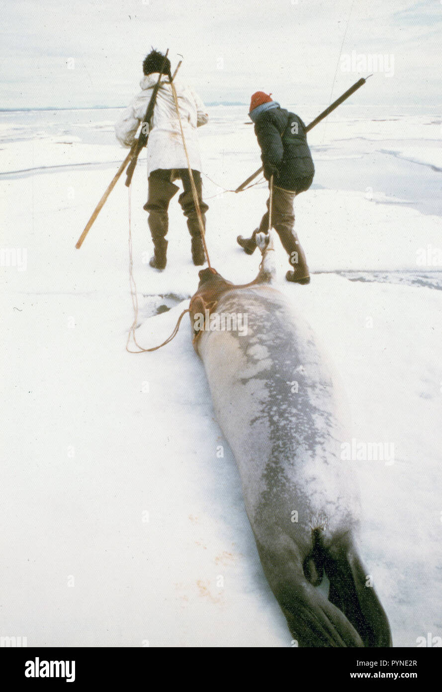 Les chasseurs esquimaux remorquer un 'oogruk' ou le phoque barbu sur la glace de l'océan camping pack vers Point d'étanchéité au 7/8/1974 Banque D'Images