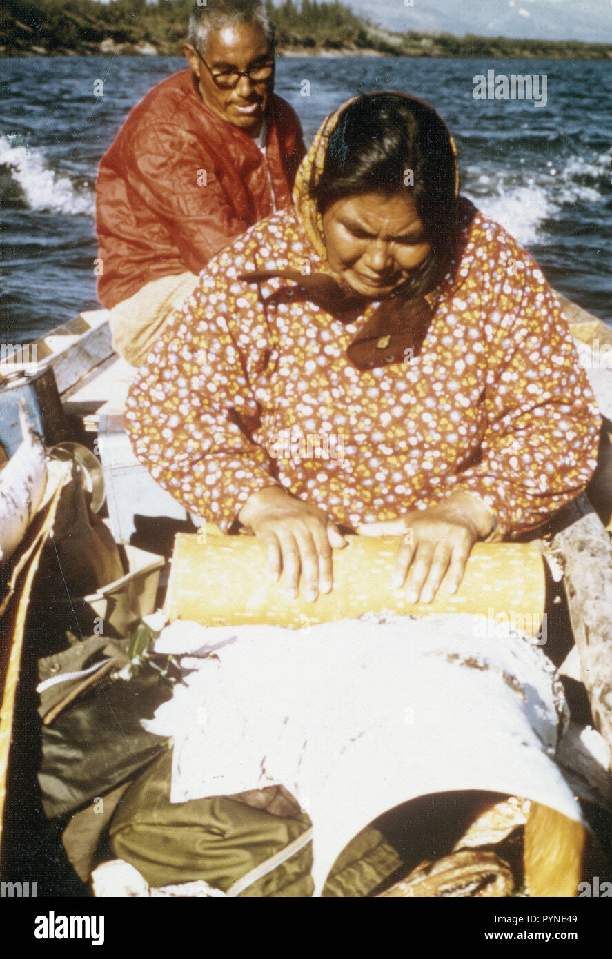 Environ 1975 - Les Esquimaux du village d'Ambler la collecte de l'écorce de bouleau pour la fabrication de paniers traditionnels , Kobuk Valley Banque D'Images