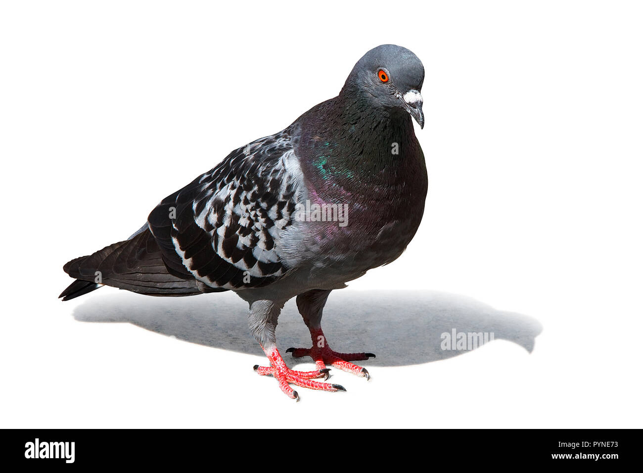 Un pigeon contre fond blanc, isolé avec clipping path Banque D'Images