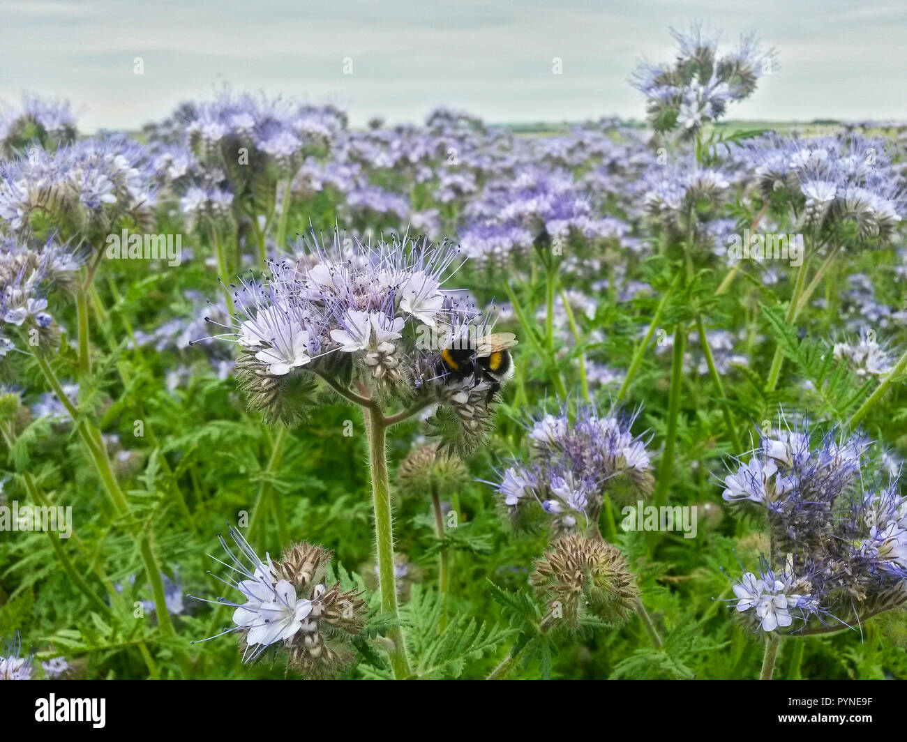 Buff-queue de bourdons (Bombus terrestris) sur Scorpionweed (Phacelia tanacetifolia), Hesse, Allemagne Banque D'Images