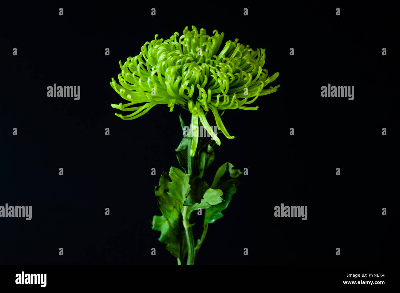 Une seule tige de maman d'araignée verte fraîchement coupée et en fleurs se fixe sur un fond noir horizontal spectaculaire. Banque D'Images