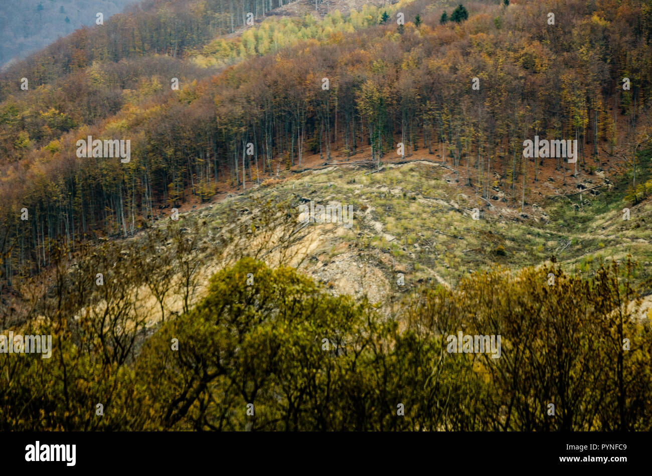 Forêt d'automne textures - la déforestation dans les montagnes Banque D'Images