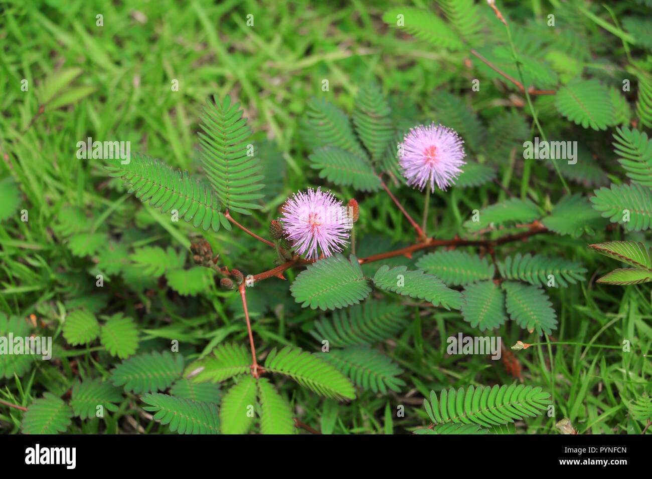 Fleur de Mimosa pudica plante timide Banque D'Images