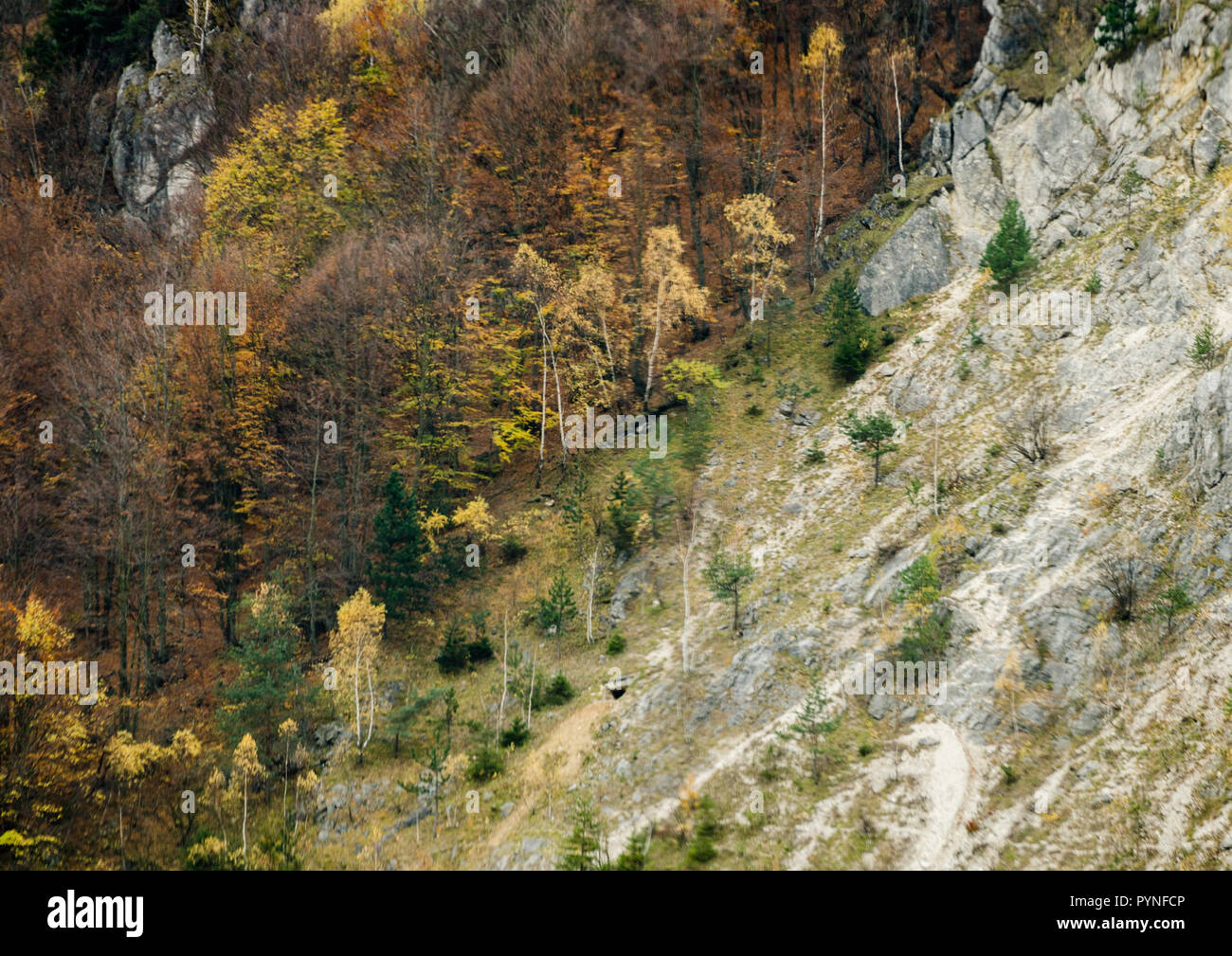 Forêt d'automne textures - la déforestation dans les montagnes Banque D'Images