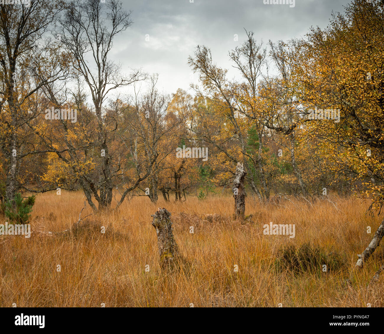 Les arbres et les herbes montrent leurs couleurs d'automne sur le Rothiemurchus estate pays près de Aviemore dans le Parc National de Cairngorms, en Écosse. Banque D'Images