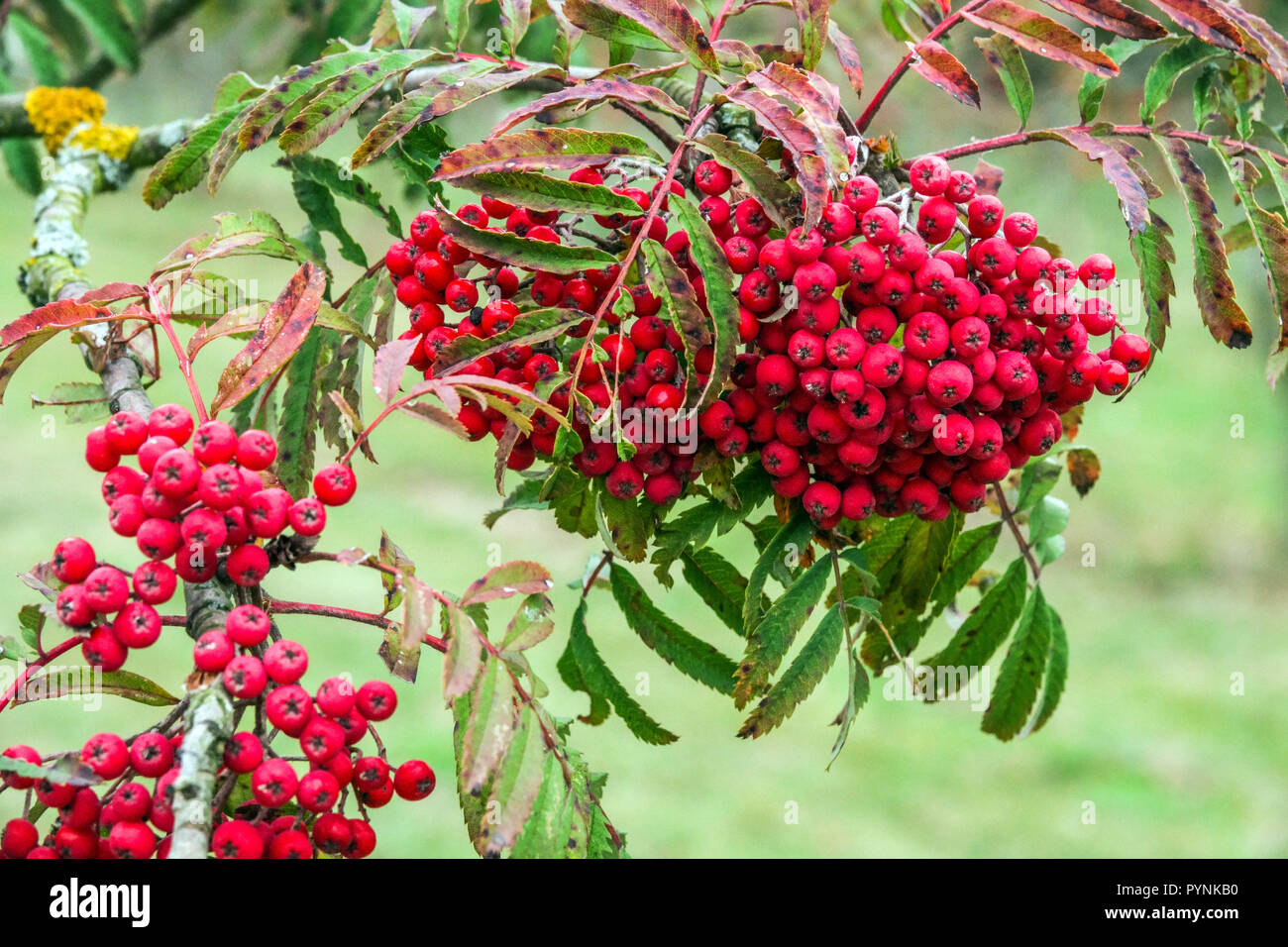 Rowan automne baies, Montagnes, Sorbus 'Arbre' Dentelle chinois Banque D'Images