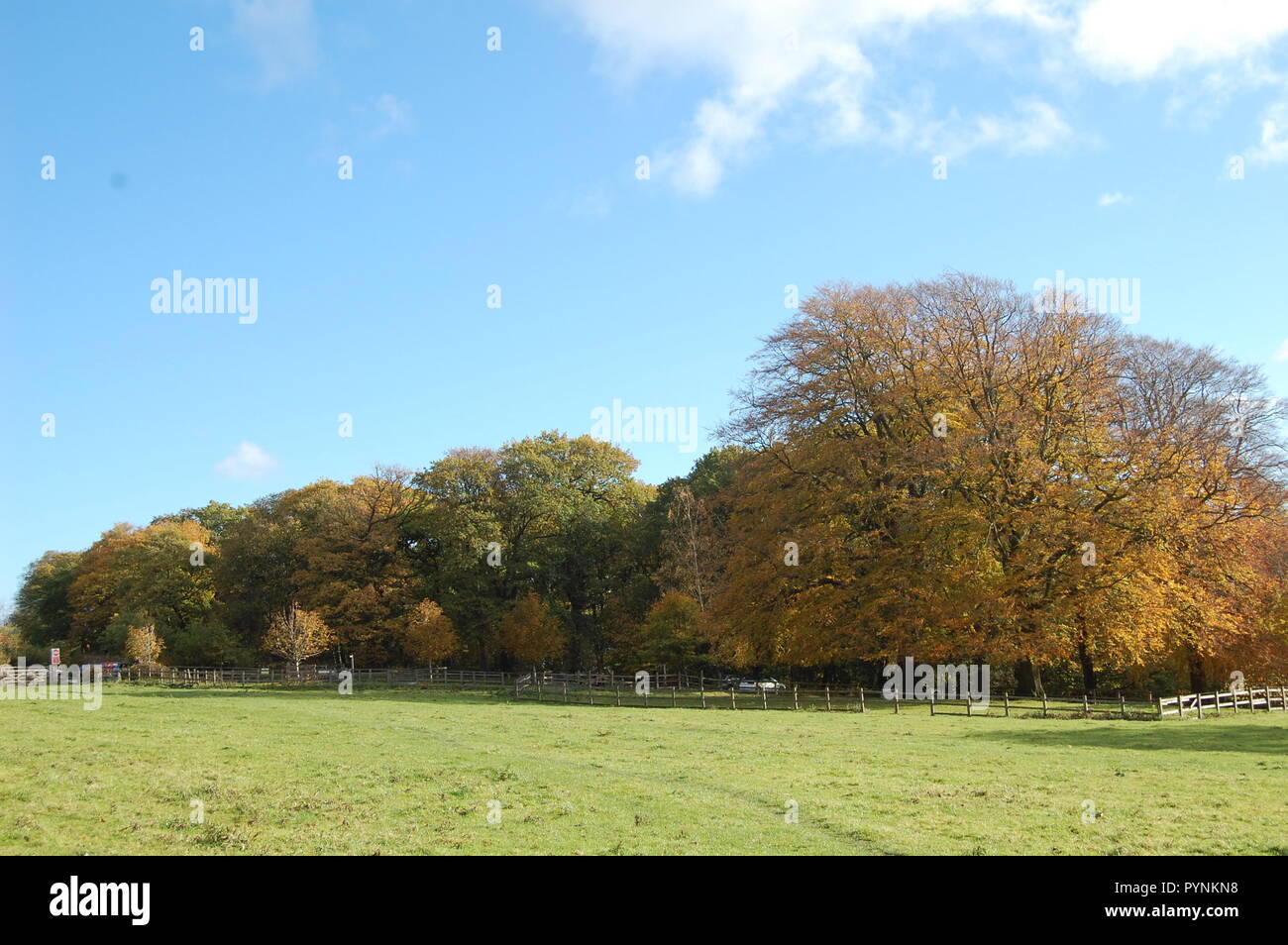 Autumnal Trees Banque D'Images