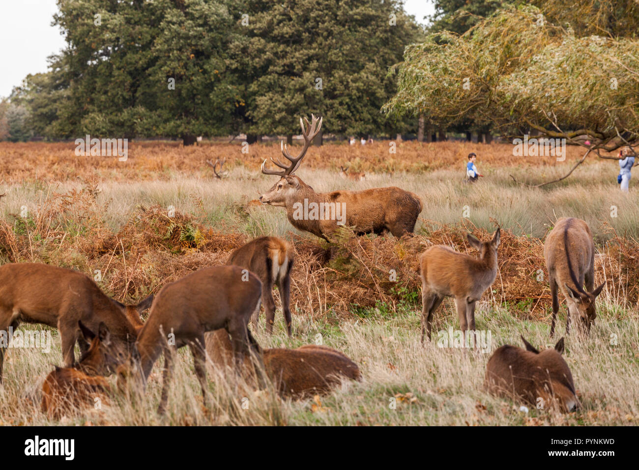 Un troupeau de chevreuils à Bushy Park,Angleterre,UK Banque D'Images