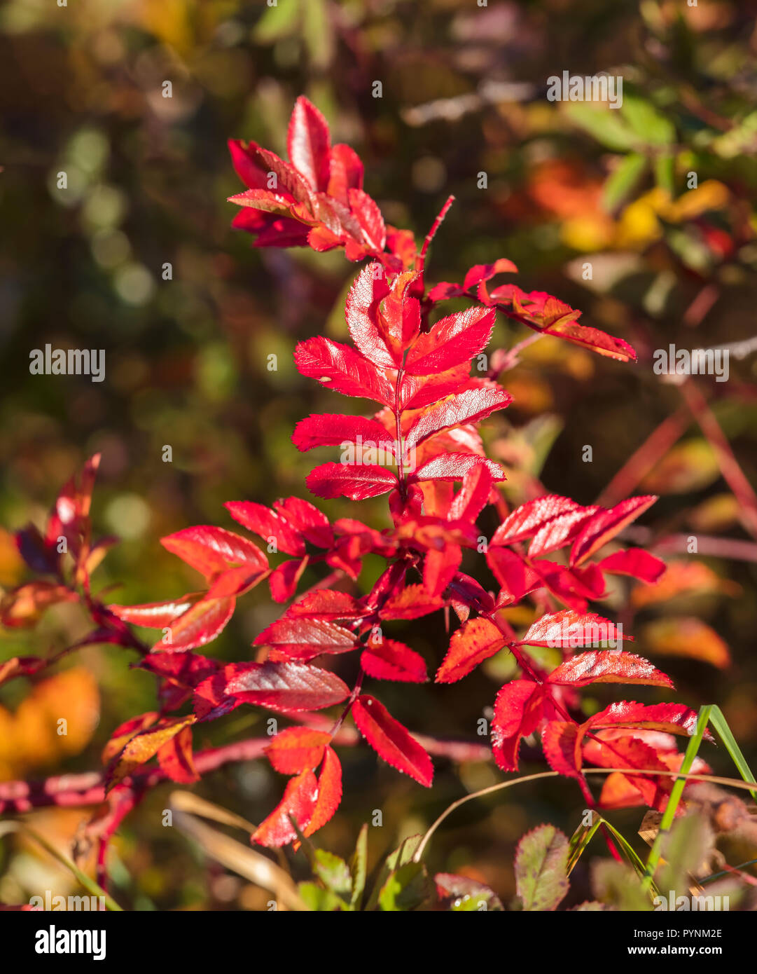 Automne Feuilles rouges:Bush Banque D'Images