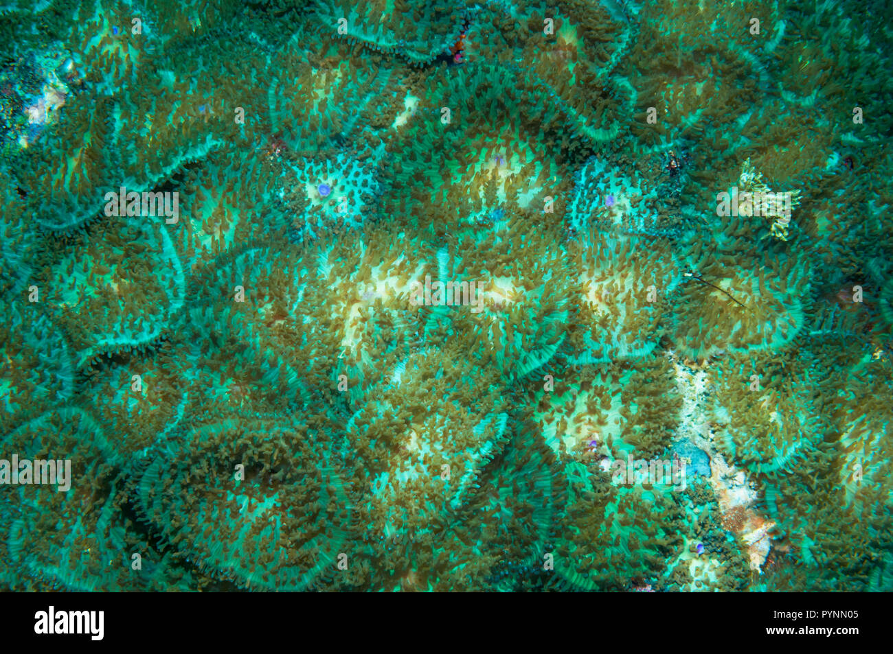 Anémone disque [Discosoma sp.]. Discosomatidae est une famille de cnidaires marins étroitement liée à la véritable d'anémones de mer [Actiniaria]. Banque D'Images