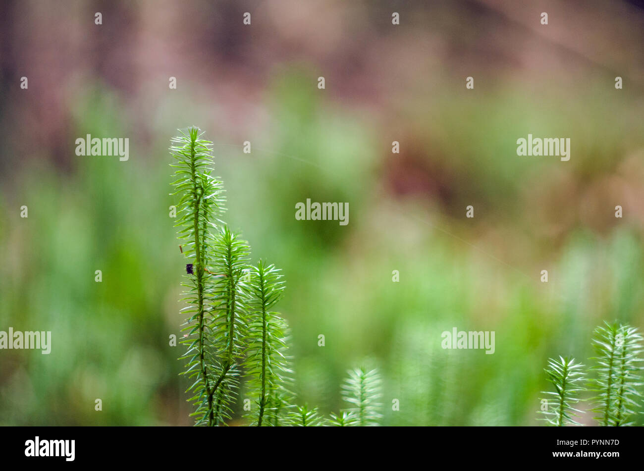 Norwegian green moss- Vue en gros plan. Banque D'Images