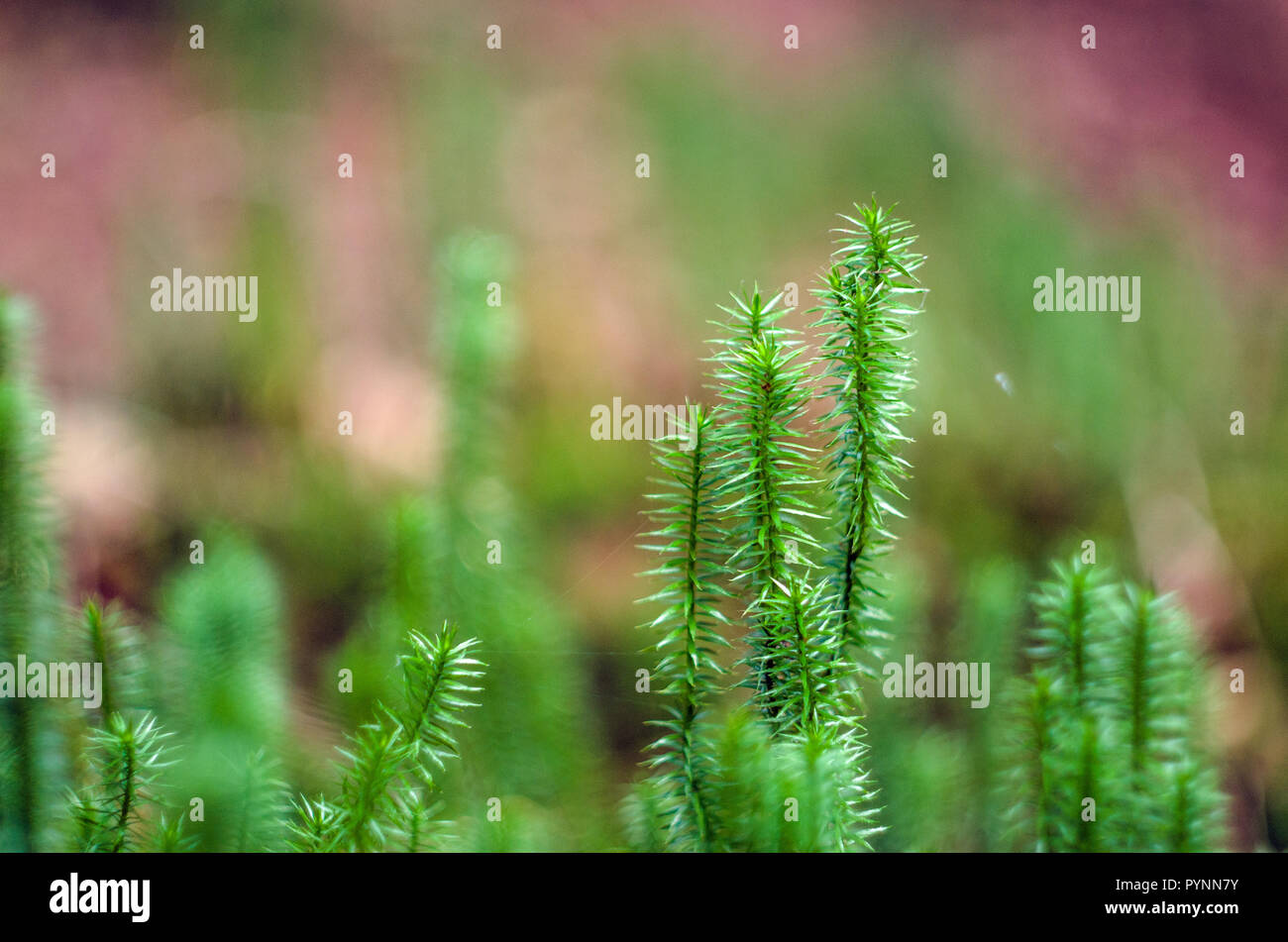 Norwegian green moss- Vue en gros plan. Banque D'Images