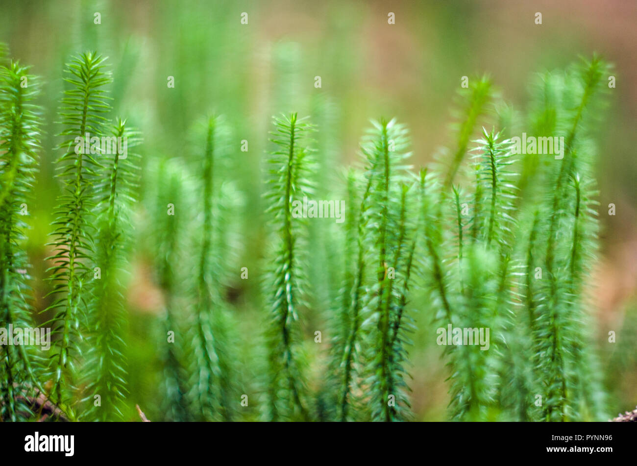 Norwegian green moss- Vue en gros plan. Banque D'Images