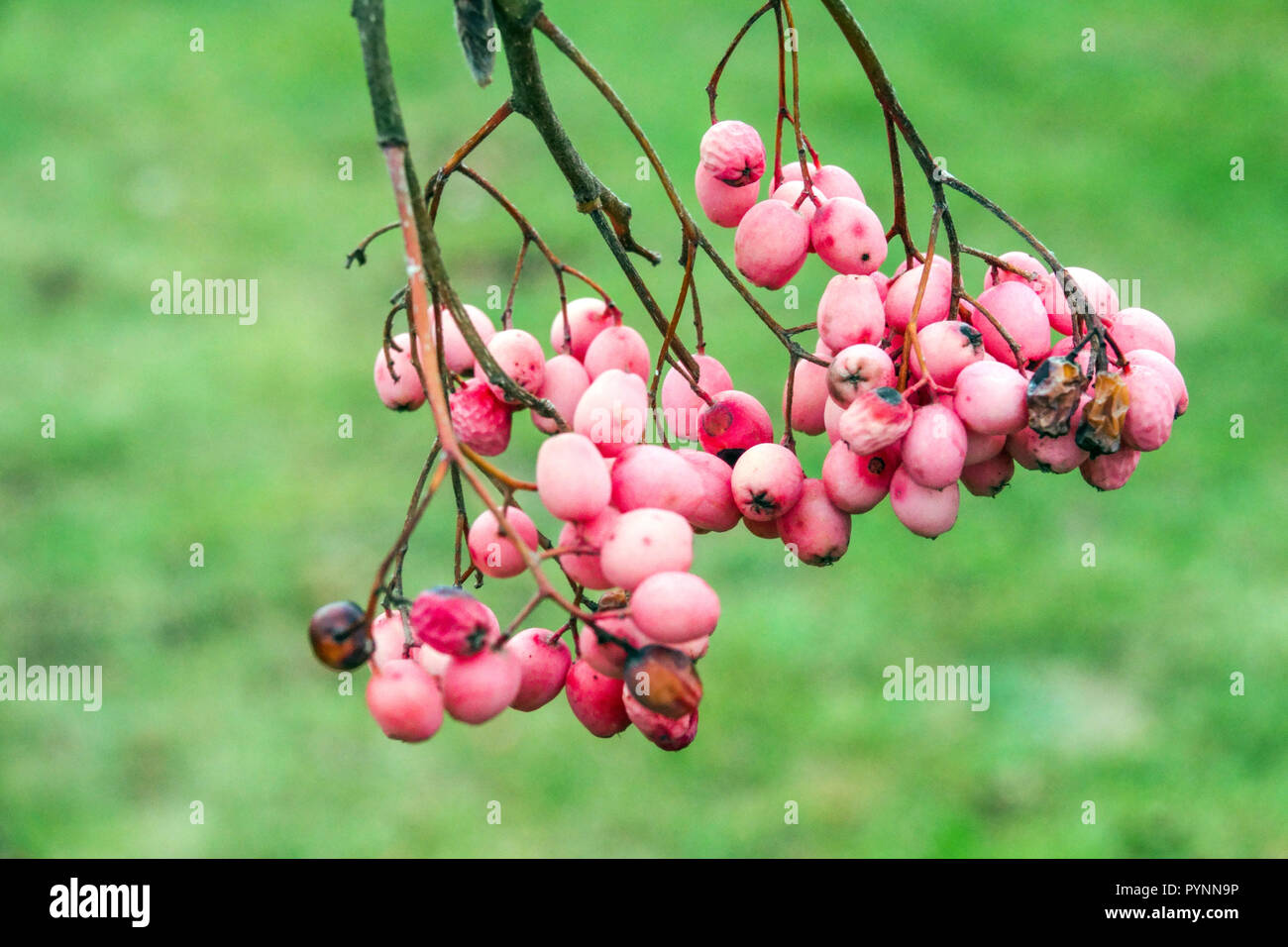 Rowan, Sorbus 'Chamois pearl'.les baies d'automne Banque D'Images