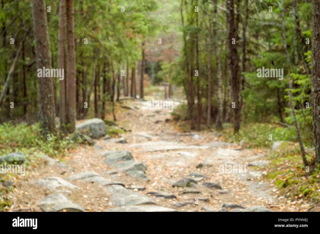 Sentier rocailleux à Oslo kommune forêt. Banque D'Images