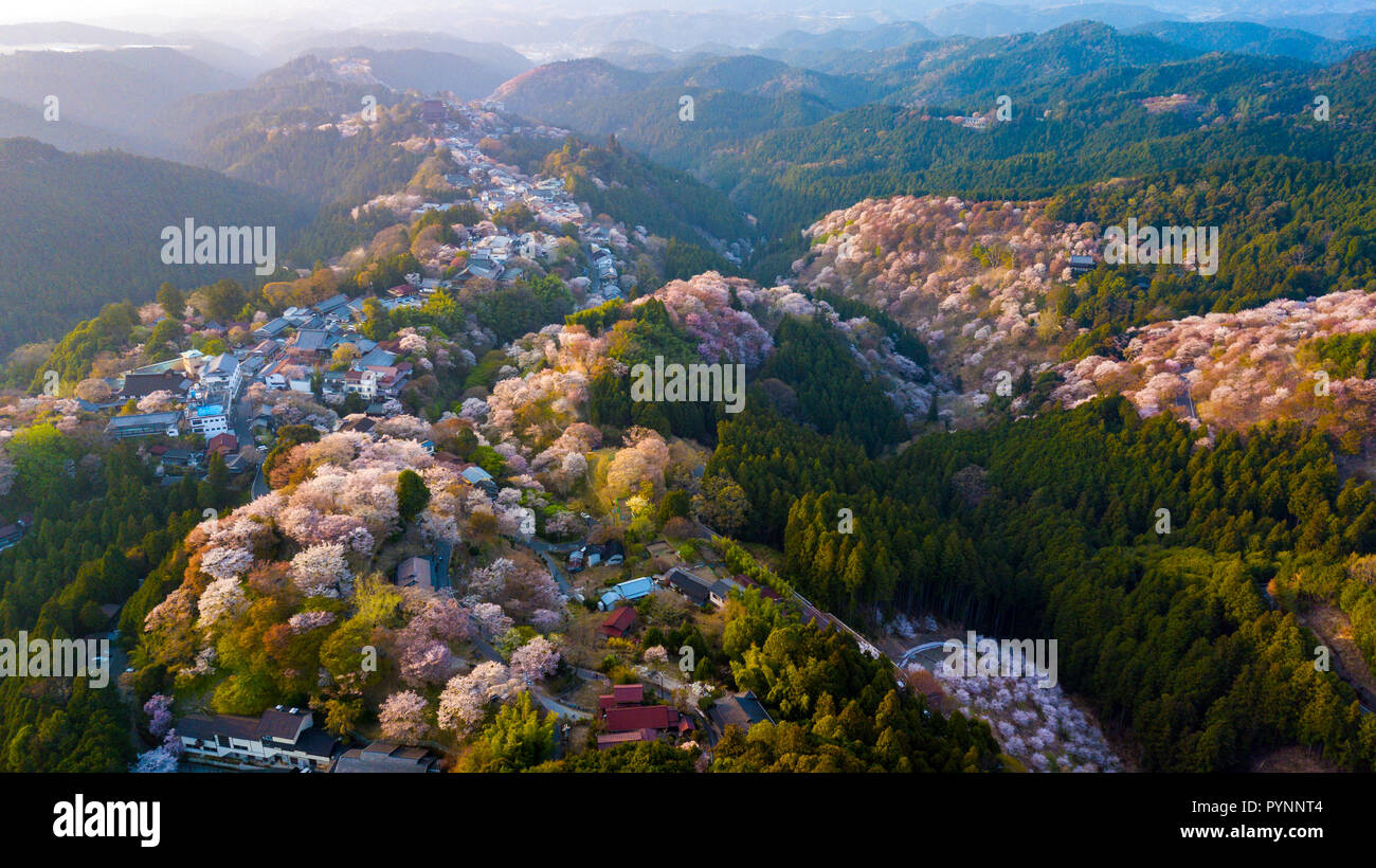 Drone Aérien Vue De Yoshino Montagne Couverte Par Fleur