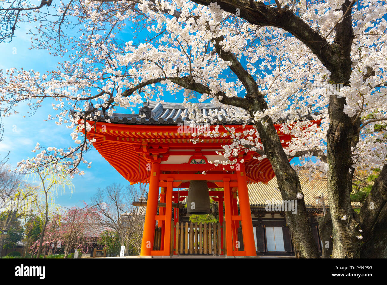 Pleine fleur de cerisier au Sanjusangen-do à Kyoto temple Shinto, Japon Banque D'Images