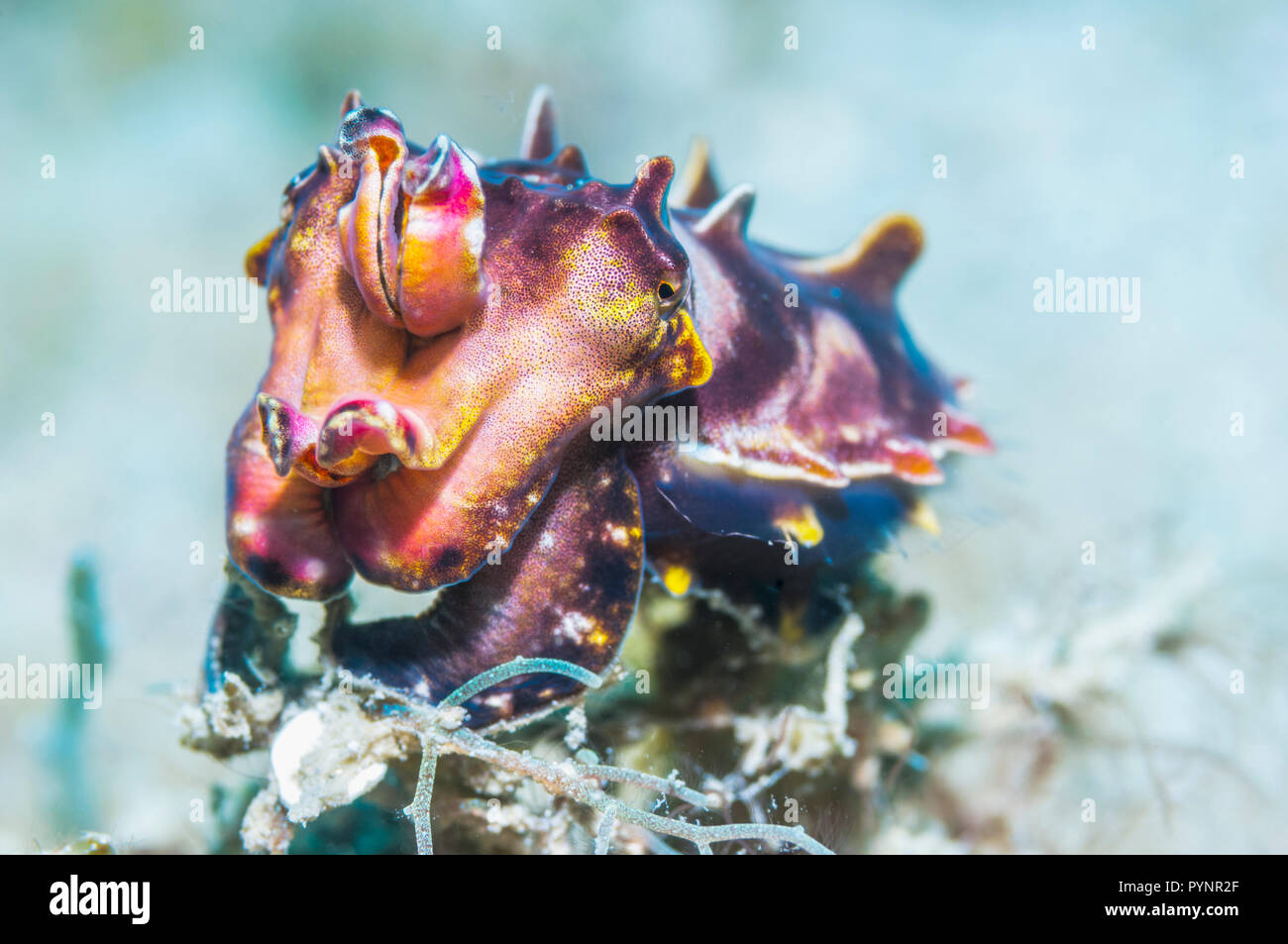 La seiche flamboyante du Pfeffer [Metasepia] pferreri. Les muscles de la seiche flamboyante contiennent un composé très toxique, non identifié aussi mortelle Banque D'Images