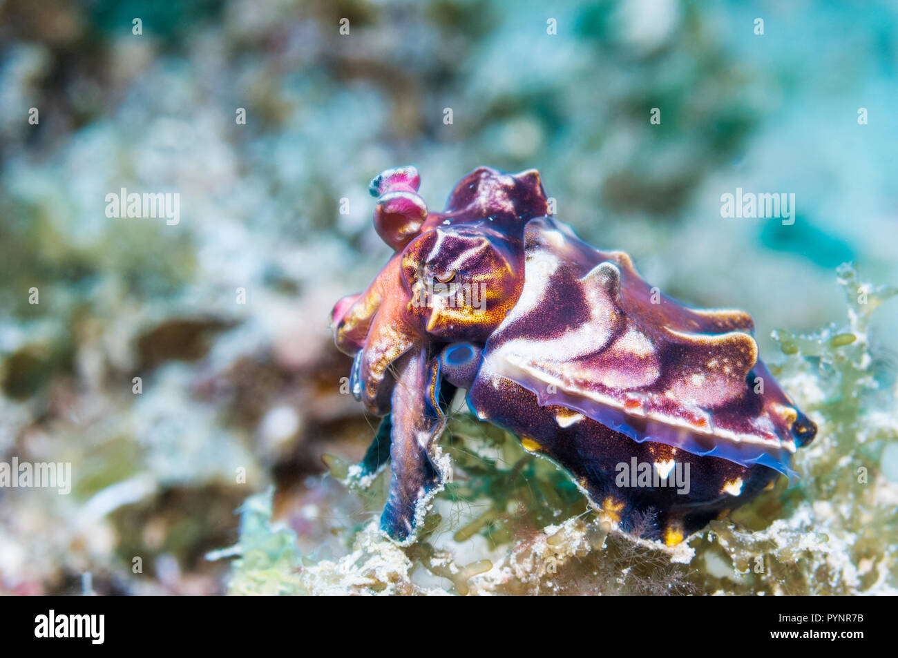 La seiche flamboyante du Pfeffer [Metasepia] pferreri. Les muscles de la seiche flamboyante contiennent un composé très toxique, non identifié aussi mortelle Banque D'Images