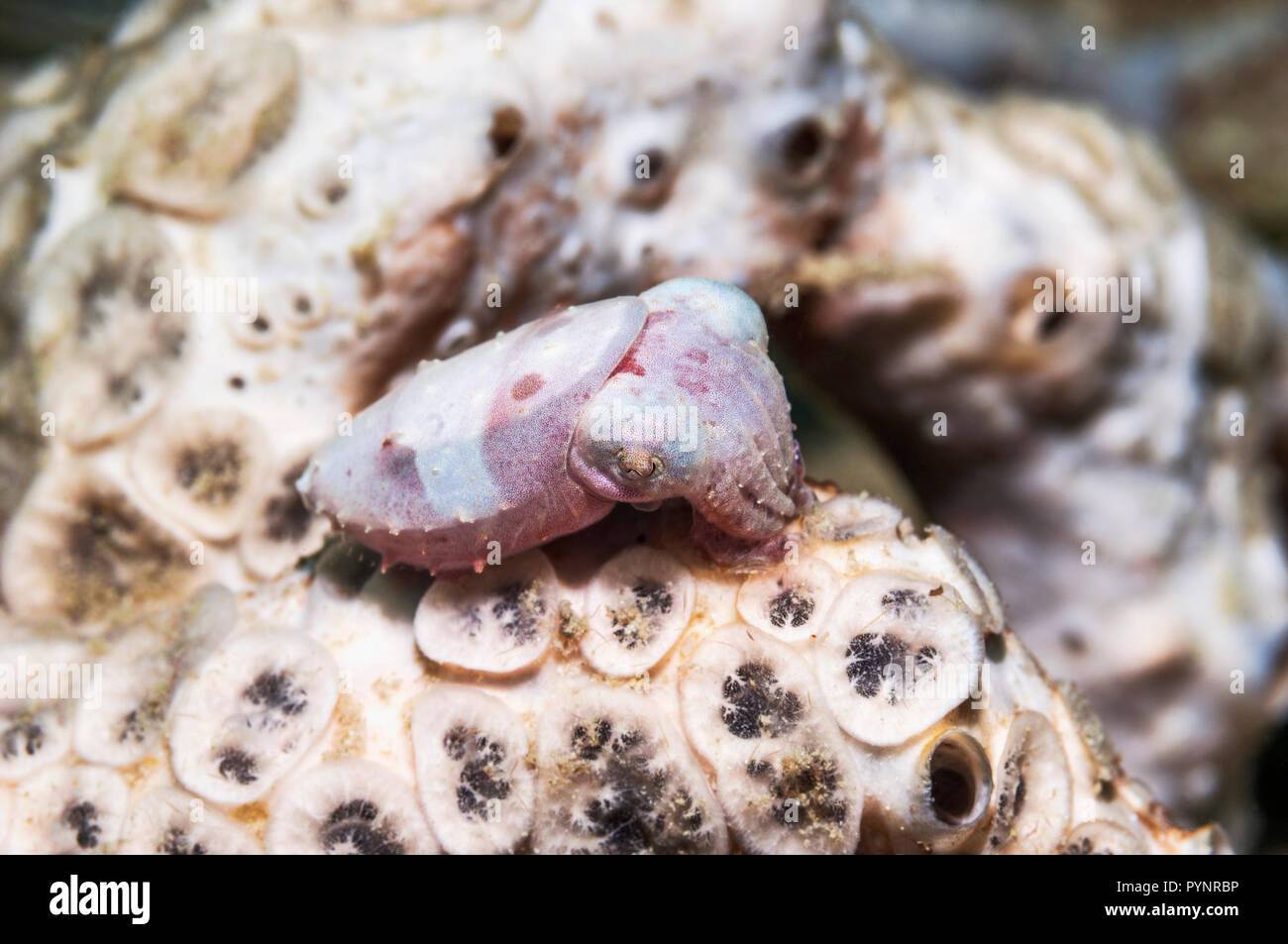 La seiche sépia crinoïdes [sp1]. Puerto Galera, Philippines. Banque D'Images