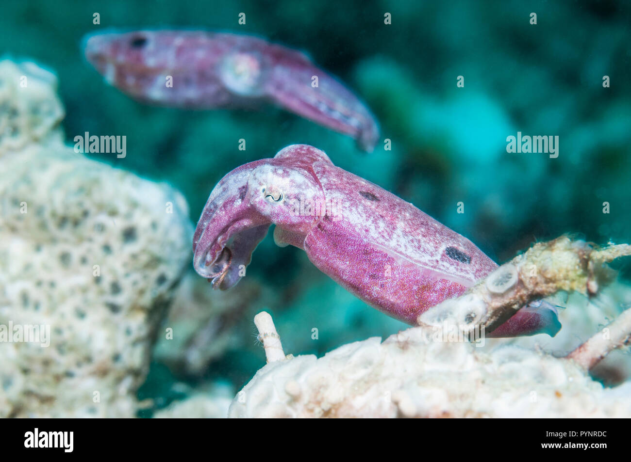 La seiche sépia crinoïdes [sp1]. Puerto Galera, Philippines. Banque D'Images