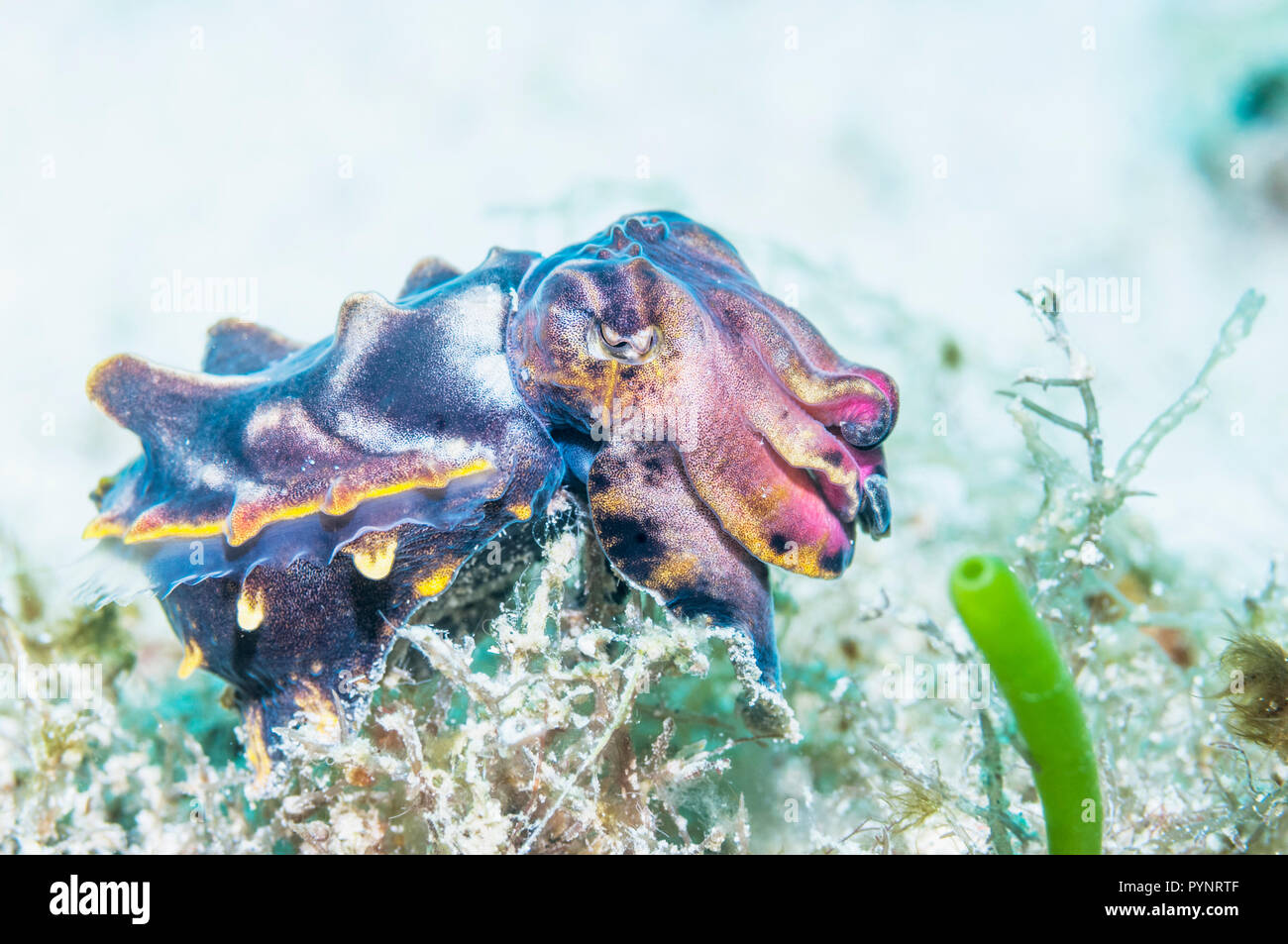 La seiche flamboyante du Pfeffer [Metasepia] pferreri. Puerto Galera, Philippines. Les muscles de la seiche flamboyante contiennent une substance fortement toxique, ONU Banque D'Images