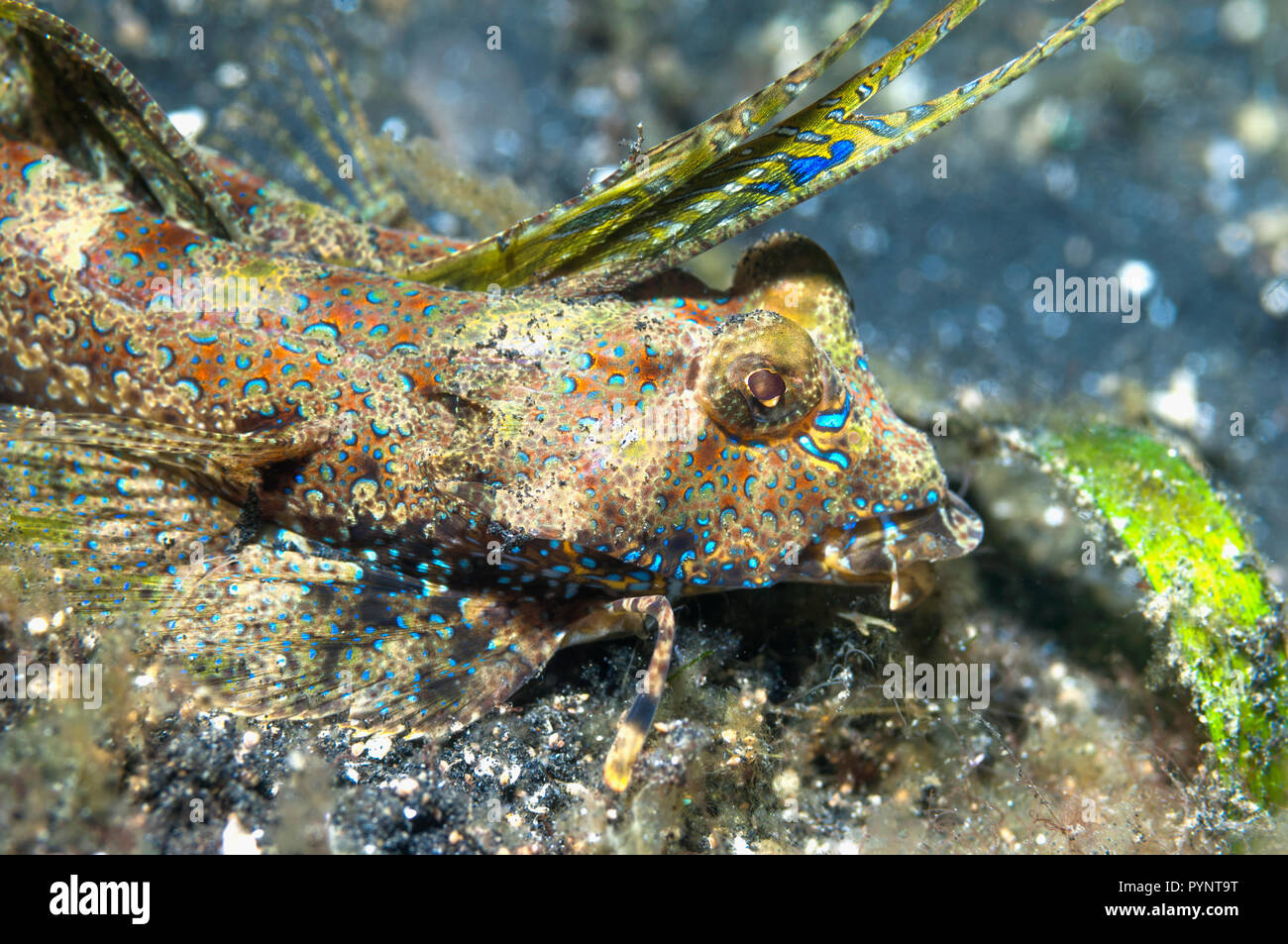 Dactyolopus dactylopus dragonet Fingered []. Détroit de Lembeh, au nord de Sulawesi, Indonésie. Banque D'Images