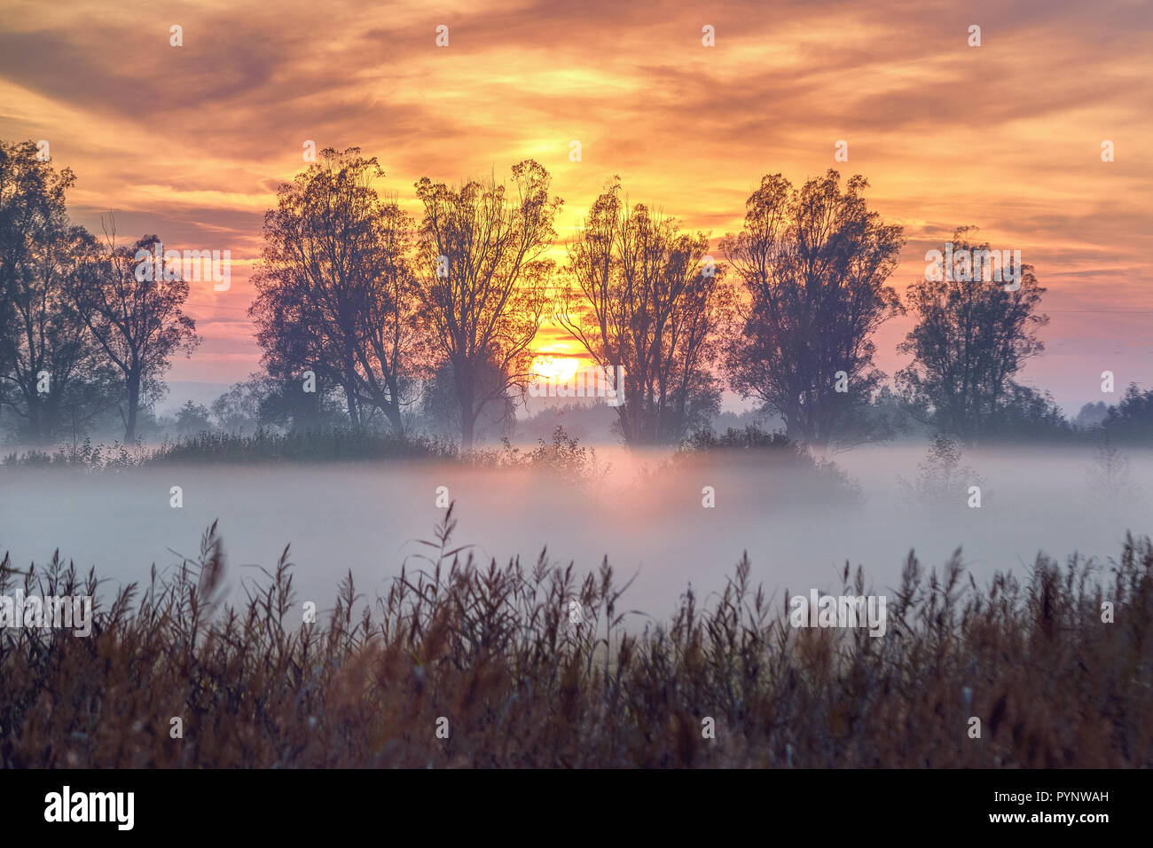 Gorgeus matin d'automne et rayon de soleil passe à travers les branches d'un domaine Banque D'Images
