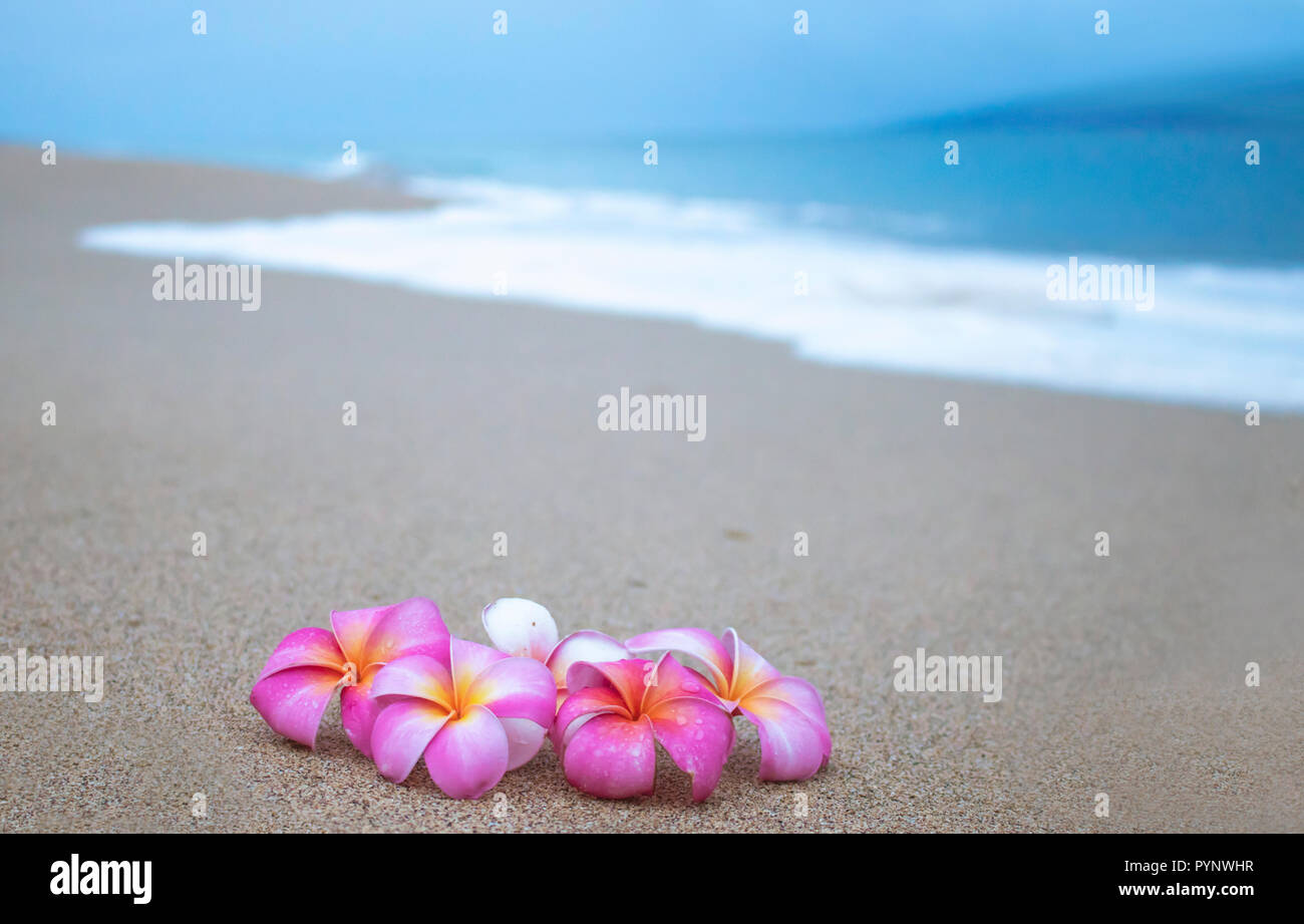 Groupe de fleurs lumineuses sur plage avec vagues écumeuses en arrière-plan Banque D'Images Groupe de fleurs lumineuses sur plage avec vagues écumeuses en arrière-plan Banque D'Images
