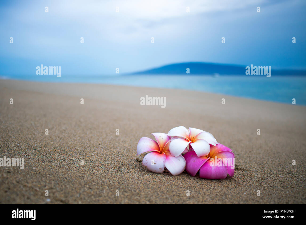 Trois fleurs de frangipanier rose et blanc sur la plage en premier plan avec l'île tropicale et de la mer à l'Horizon Banque D'Images Trois fleurs de frangipanier rose et blanc sur la plage en premier plan avec l'île tropicale et de la mer à l'Horizon Banque D'Images