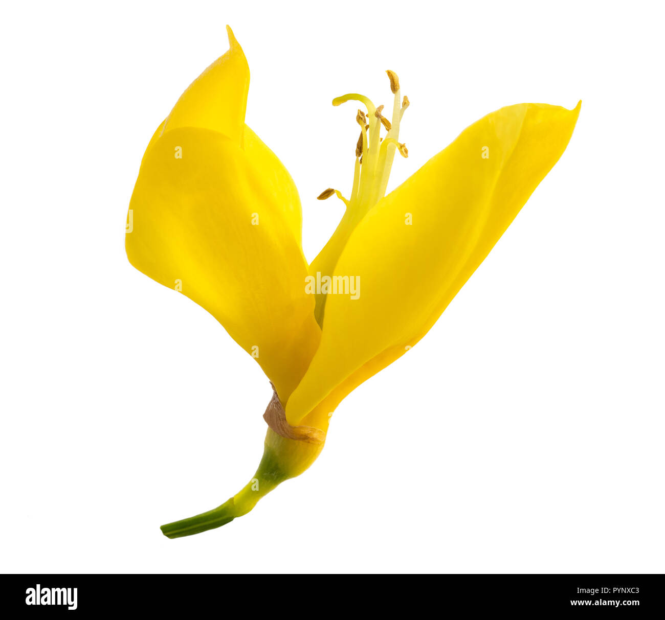 Fleur de genêt isolé sur fond blanc Banque D'Images